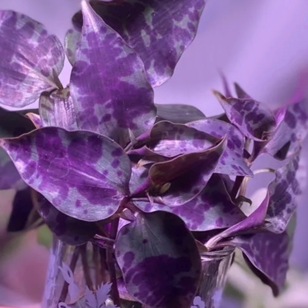 (5) Rare tradescantia tinantia Pringlei (aka Mexican Speck) cuttings - Picture 2 of 6